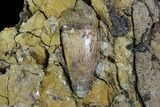 Fossil Crocodile Tooth In Rock - Aguja Formation, Texas #88718-2